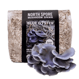 Image thumbnail: Sawdust Spawn Organic Blue Oyster Mushroom Sawdust Spawn