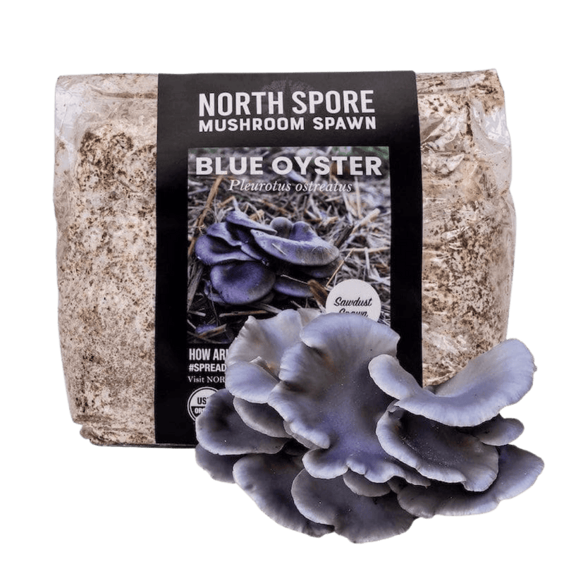 Sawdust Spawn Organic Blue Oyster Mushroom Sawdust Spawn