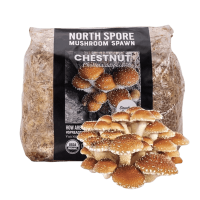 Organic Chestnut Mushroom Sawdust Spawn