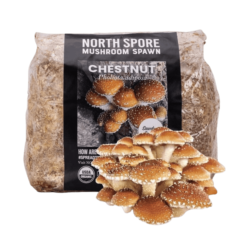 Sawdust Spawn Organic Chestnut Mushroom Sawdust Spawn