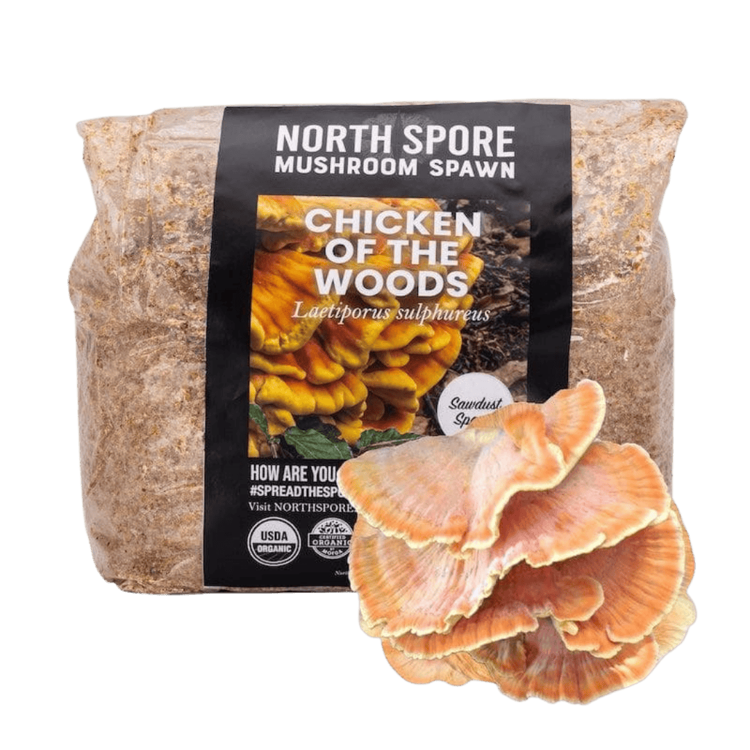 Sawdust Spawn Organic Chicken of the Woods Sawdust Spawn