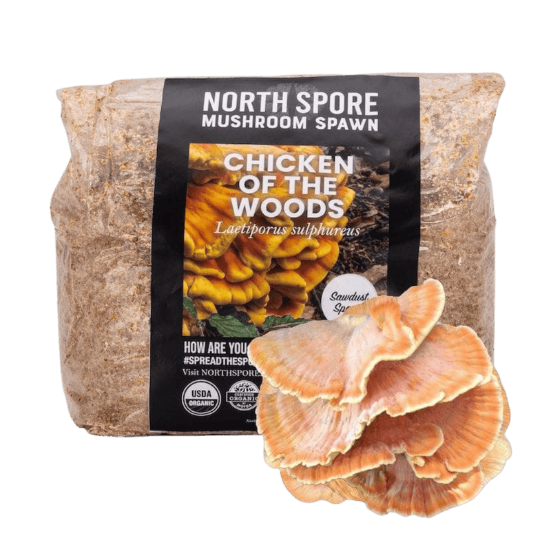 Sawdust Spawn Organic Chicken of the Woods Sawdust Spawn
