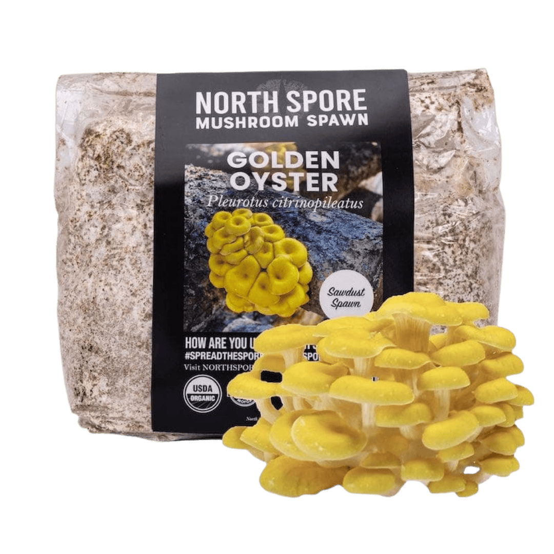 Sawdust Spawn Organic Golden Oyster Mushroom Sawdust Spawn