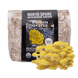 Image thumbnail: Sawdust Spawn Organic Golden Oyster Mushroom Sawdust Spawn