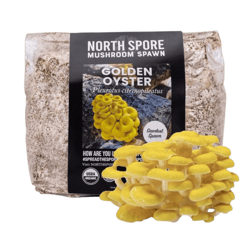Sawdust Spawn Organic Golden Oyster Mushroom Sawdust Spawn