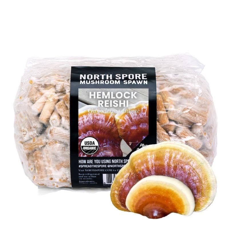 Sawdust Spawn Organic Hemlock Reishi Mushroom Plug Spawn