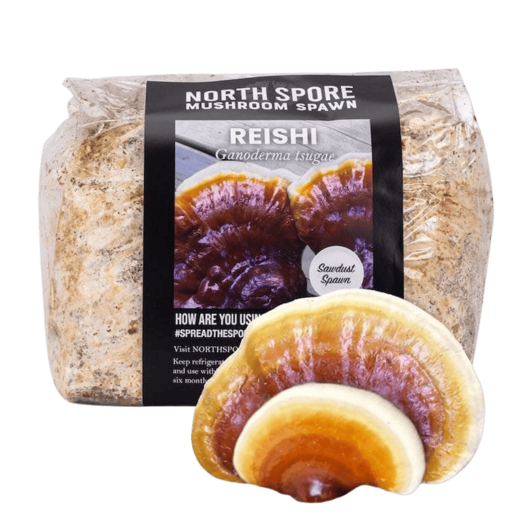 Sawdust Spawn Organic Hemlock Reishi Mushroom Sawdust Spawn