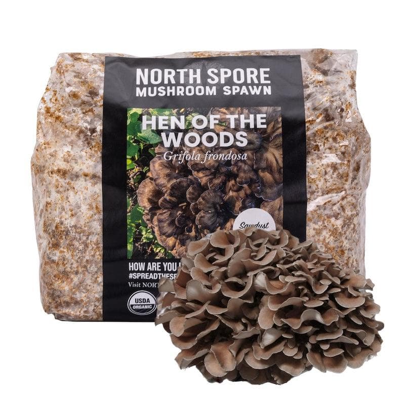 Organic Mushroom Sawdust Spawn | USDA-Certified Organic