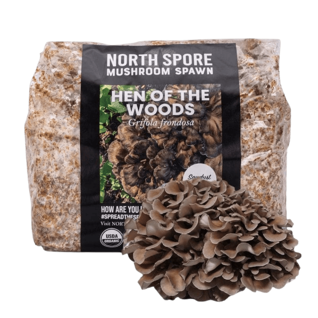Sawdust Spawn Organic Hen of the Woods (Maitake) Mushroom Sawdust Spawn