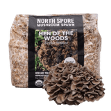Image thumbnail: Sawdust Spawn Organic Hen of the Woods (Maitake) Mushroom Sawdust Spawn