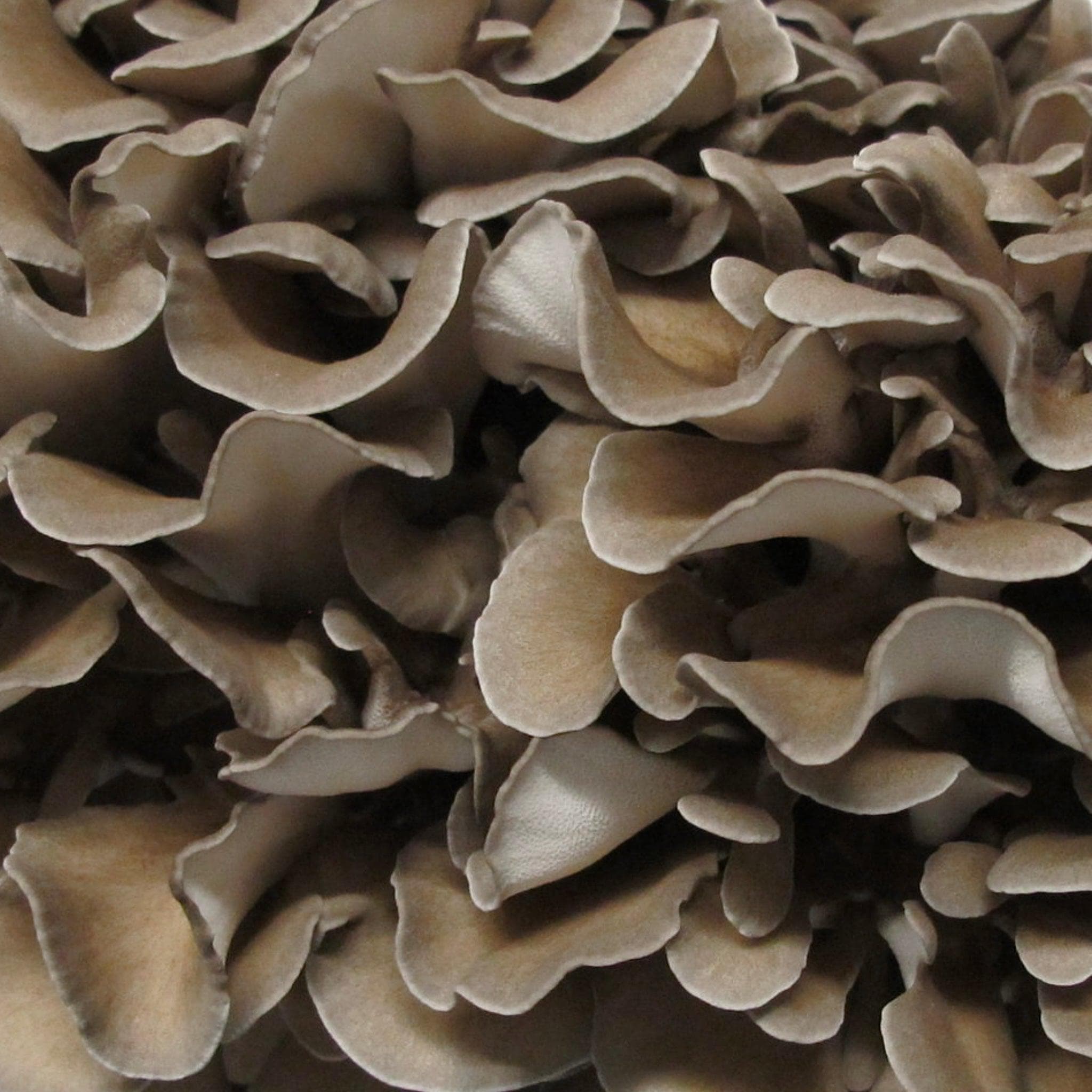 Organic Hen of the Woods (Maitake) Mushroom Sawdust Spawn – North