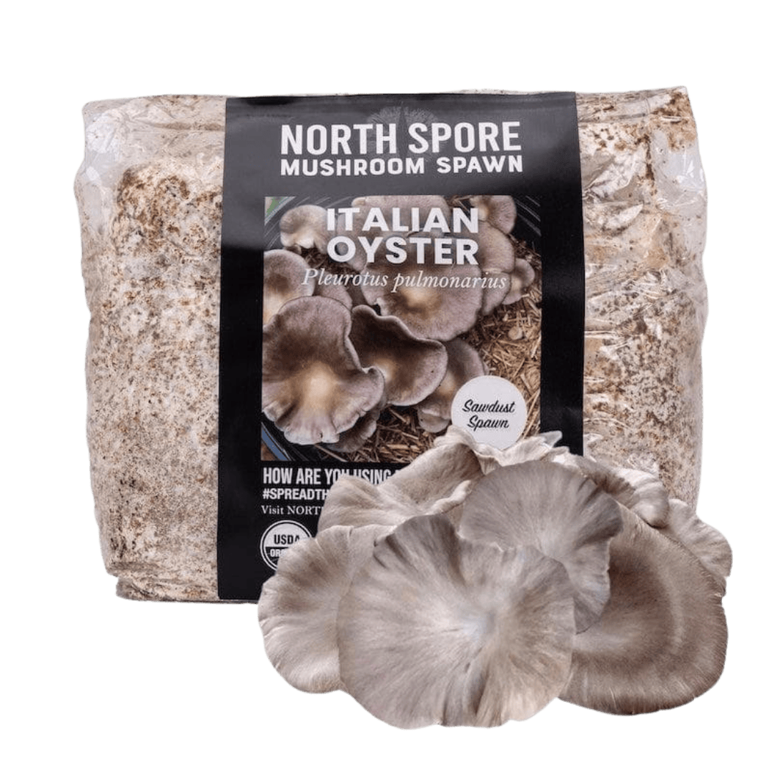 Sawdust Spawn Organic Italian Oyster Mushroom Sawdust Spawn