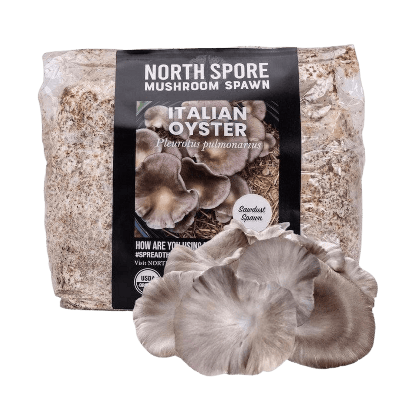 Sawdust Spawn Organic Italian Oyster Mushroom Sawdust Spawn