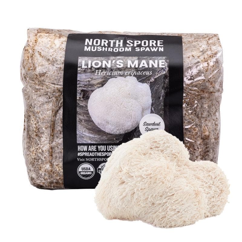 Organic Lion's Mane Mushroom Sawdust Spawn | North Spore