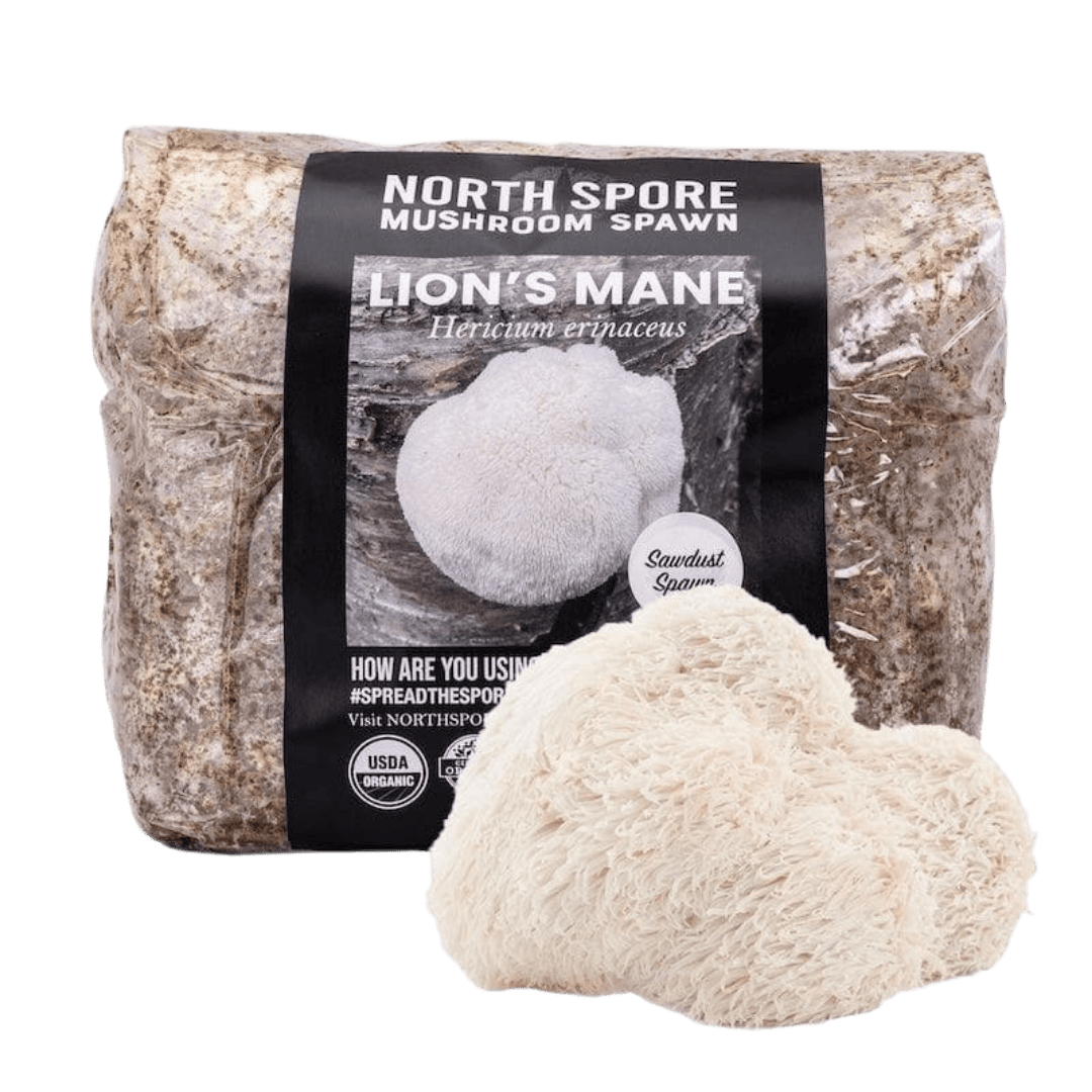 Sawdust Spawn Organic Lion's Mane Mushroom Sawdust Spawn