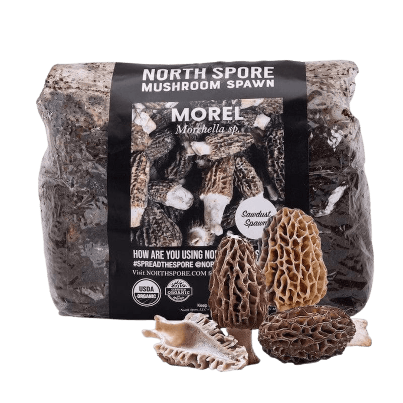 Sawdust Spawn Organic Morel Mushroom Sawdust Spawn