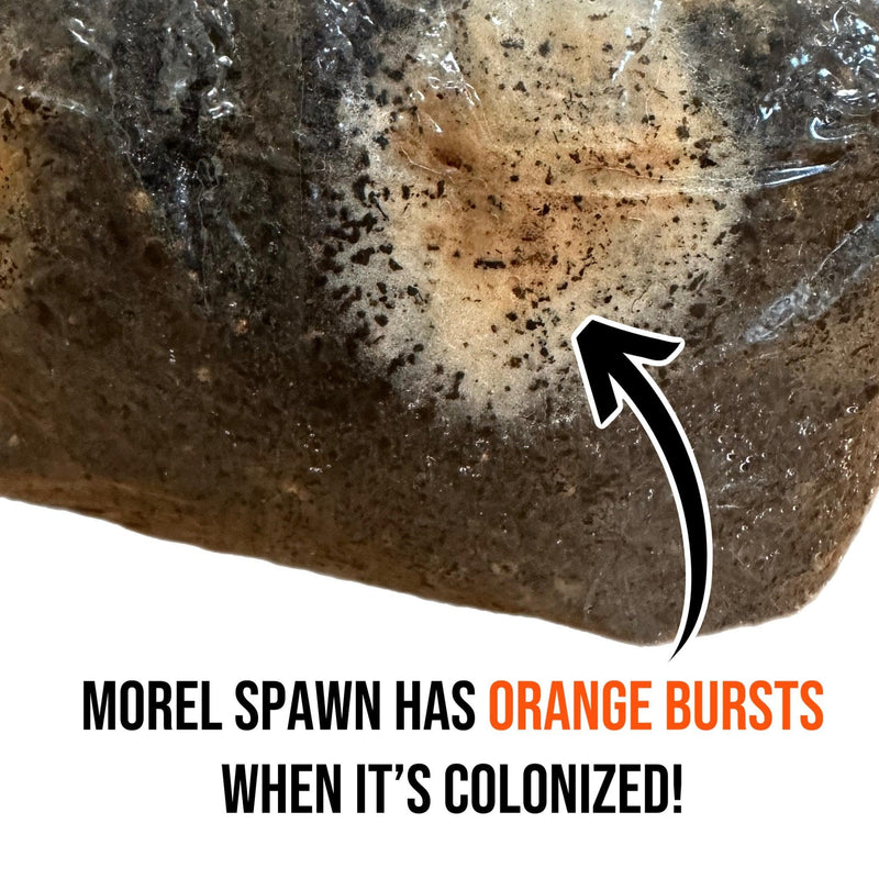 Sawdust Spawn Organic Morel Mushroom Sawdust Spawn