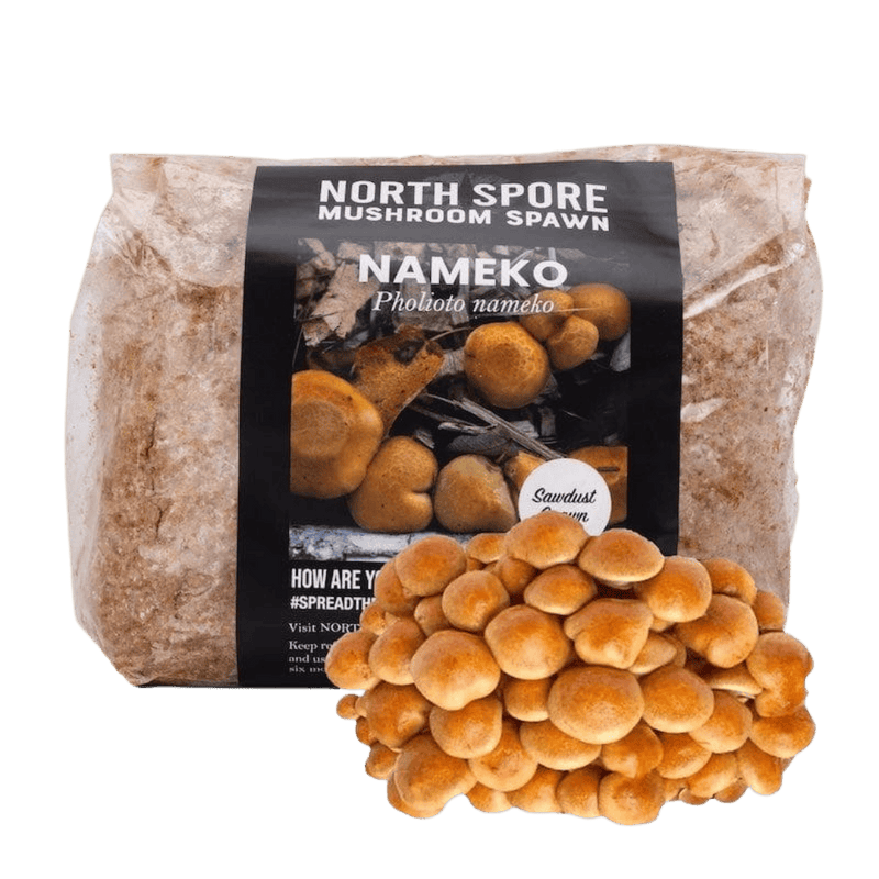 Sawdust Spawn Organic Nameko Mushroom Sawdust Spawn