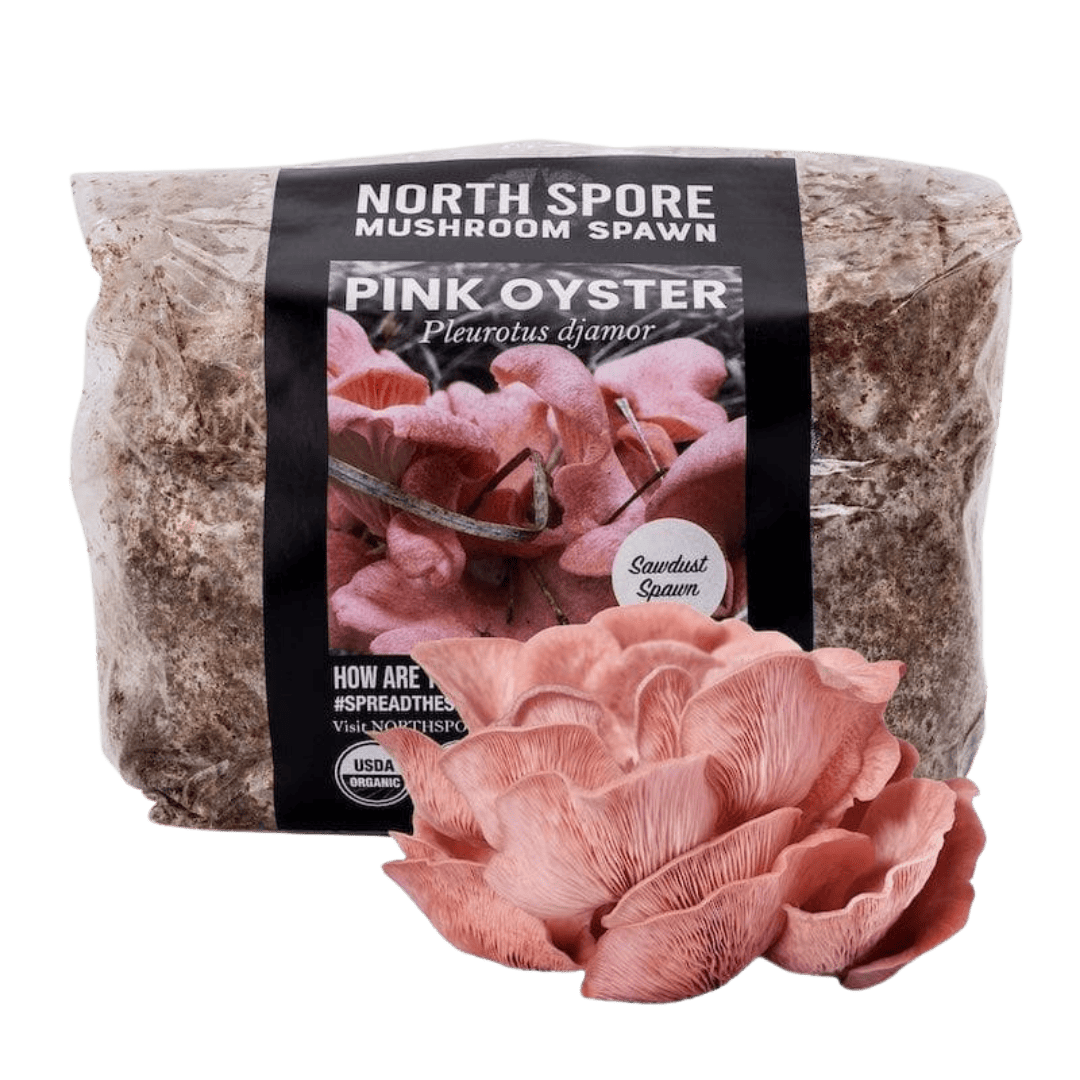 Sawdust Spawn Organic Pink Oyster Mushroom Sawdust Spawn