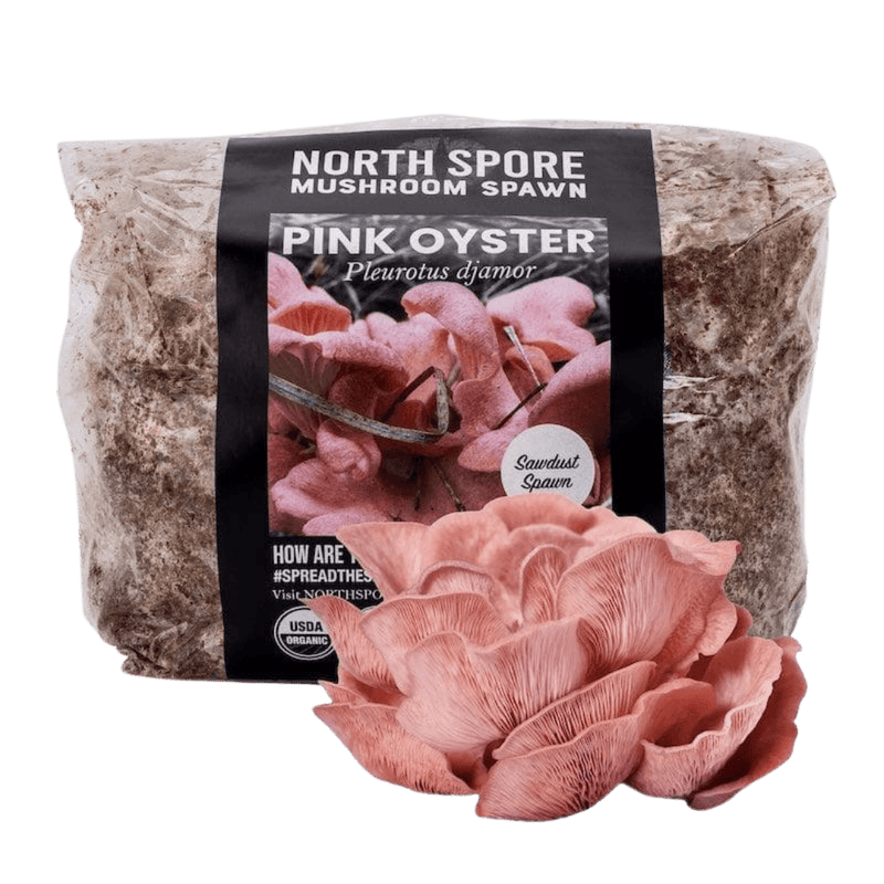 Sawdust Spawn Organic Pink Oyster Mushroom Sawdust Spawn