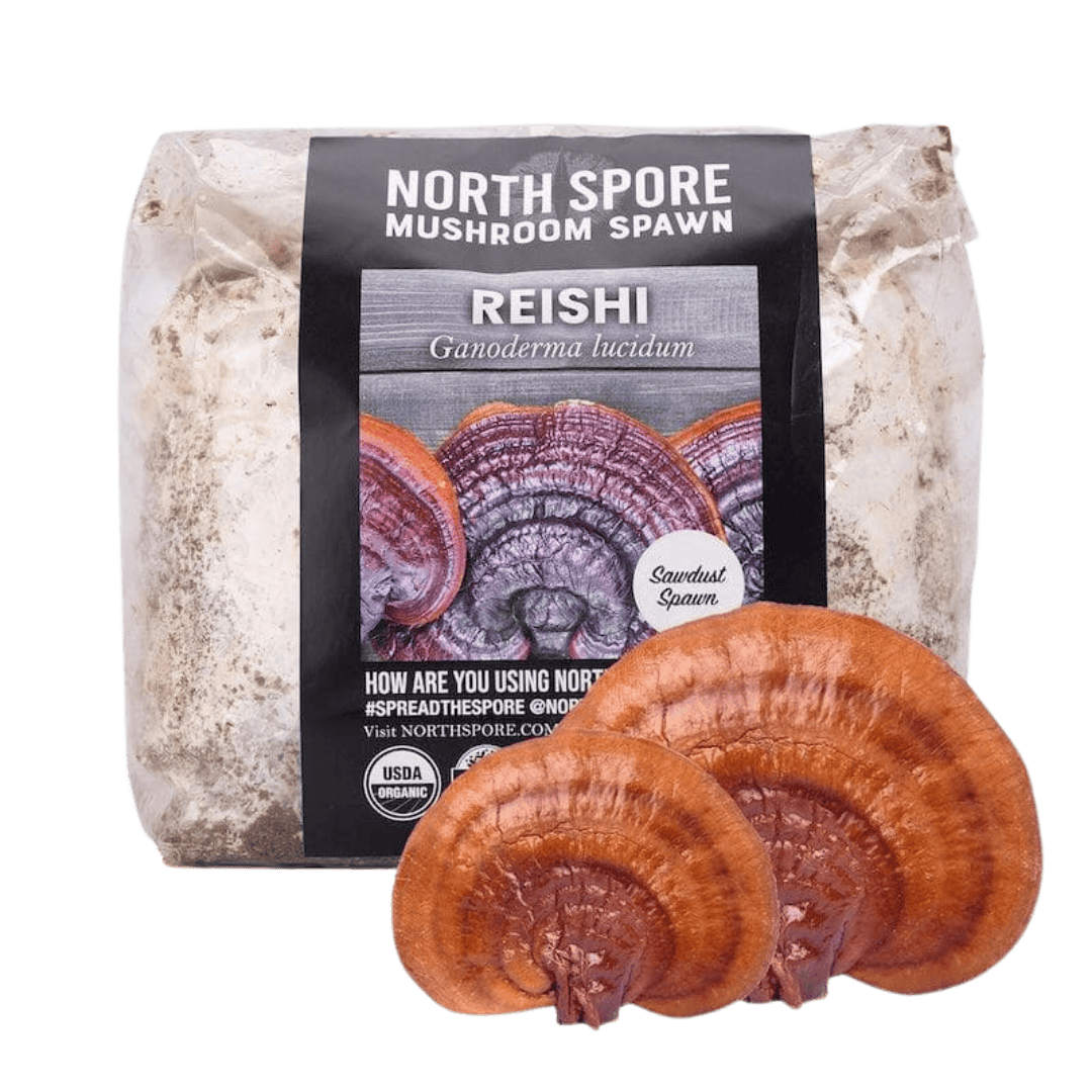 Sawdust Spawn Organic Red Reishi Mushroom Sawdust Spawn