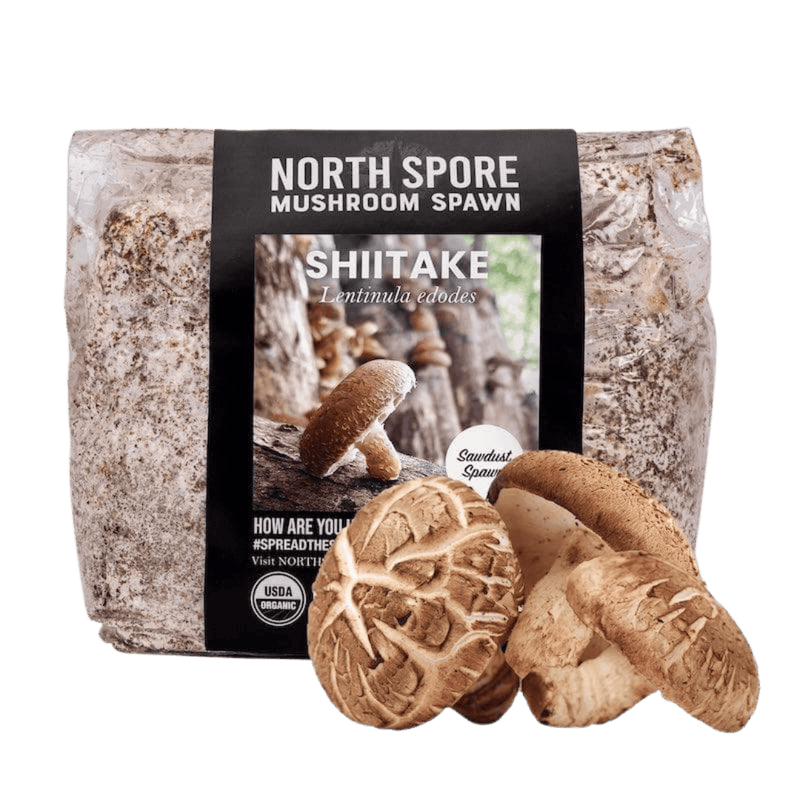 Sawdust Spawn Organic Shiitake Mushroom Sawdust Spawn