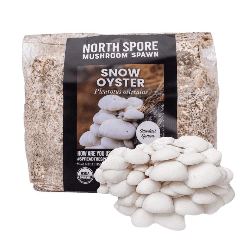 Sawdust Spawn Organic Snow Oyster Mushroom Sawdust Spawn