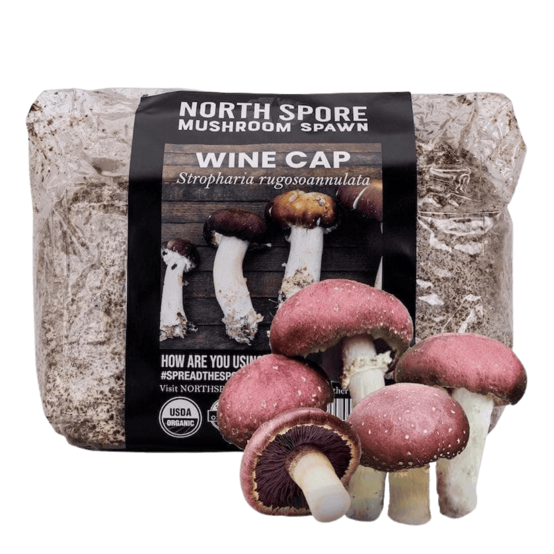 Sawdust Spawn Organic Wine Cap Mushroom Sawdust Spawn