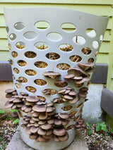 Image thumbnail: Sawdust Spawn Oyster Mushroom Garden Bed Kit