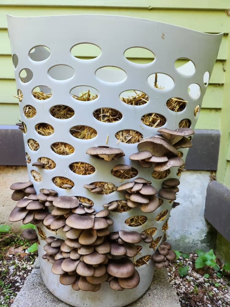 Sawdust Spawn Oyster Mushroom Garden Bed Kit