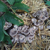 Image thumbnail: Sawdust Spawn Oyster Mushroom Garden Bed Kit