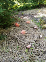 Image thumbnail: Sawdust Spawn Oyster Mushroom Garden Bed Kit