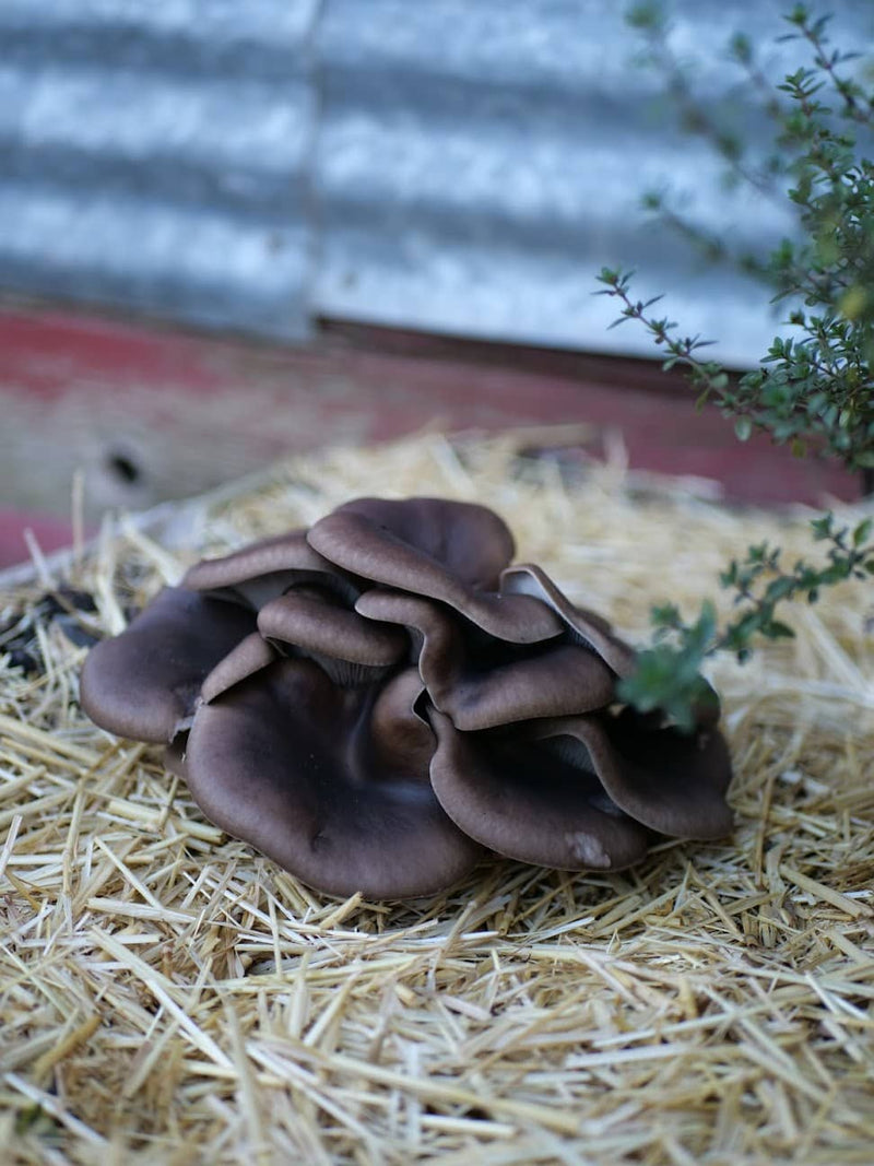 Sawdust Spawn Oyster Mushroom Garden Bed Kit