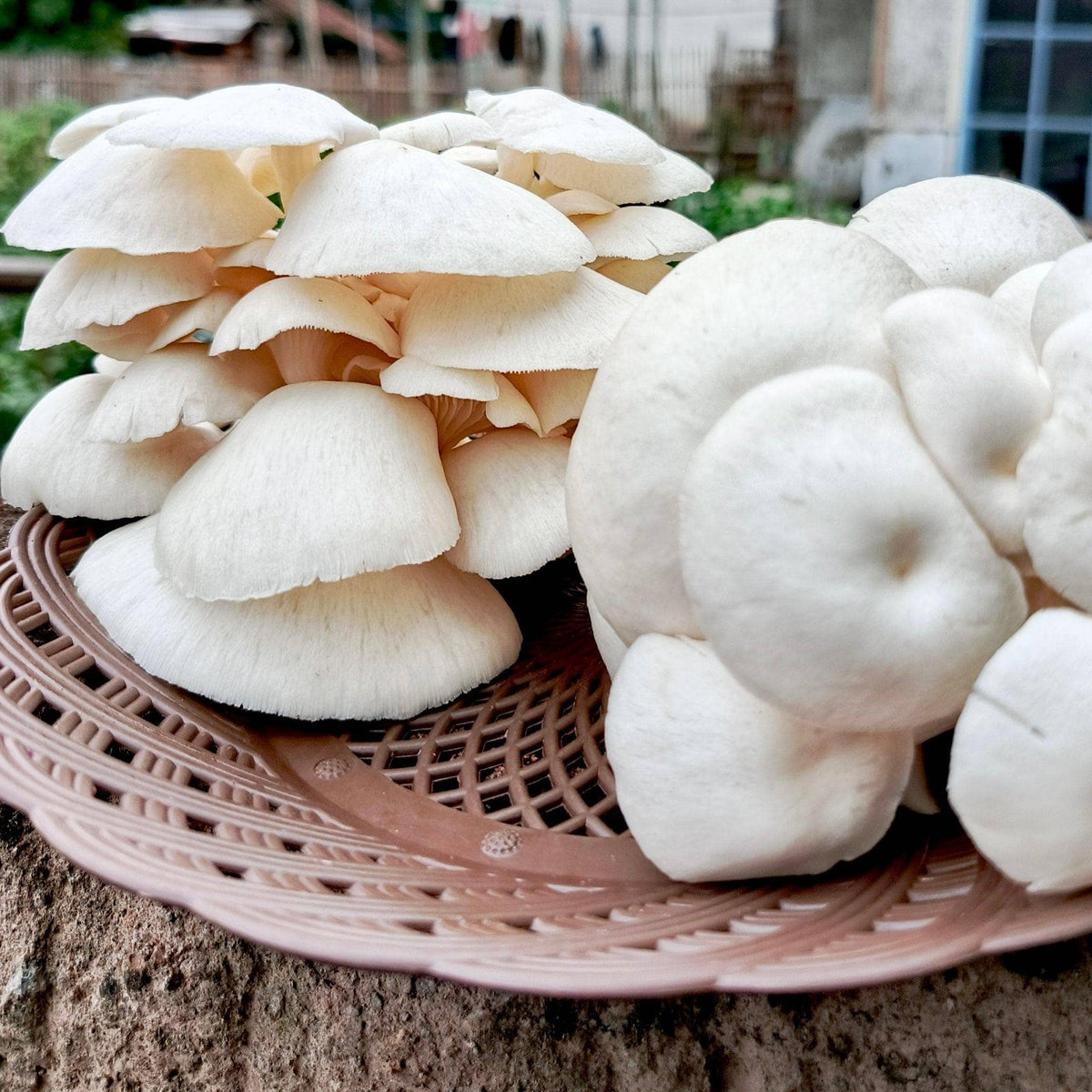 Sawdust Spawn Snow Oyster Mushroom Garden Bed Kit