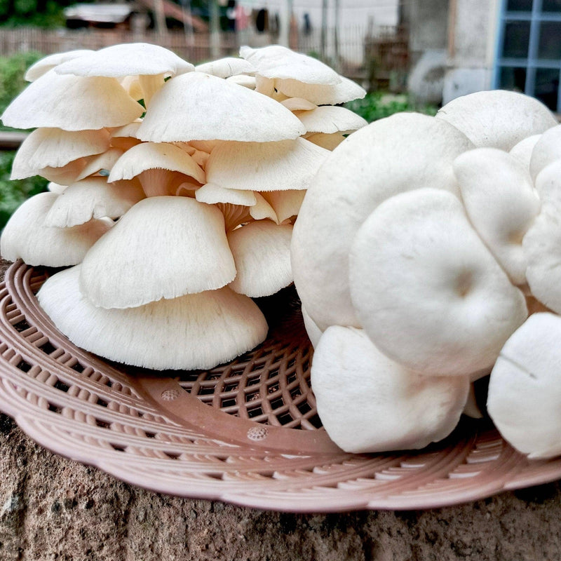 Sawdust Spawn Snow Oyster Mushroom Garden Bed Kit