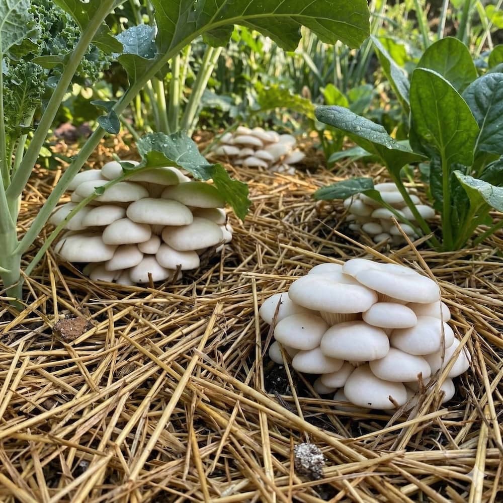 Sawdust Spawn Snow Oyster Mushroom Garden Bed Kit