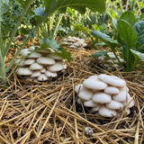 Image thumbnail: Sawdust Spawn Snow Oyster Mushroom Garden Bed Kit
