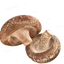 Two brown shiitake mushrooms, one showing the cap and the other displaying the underside with gills, on a white background.