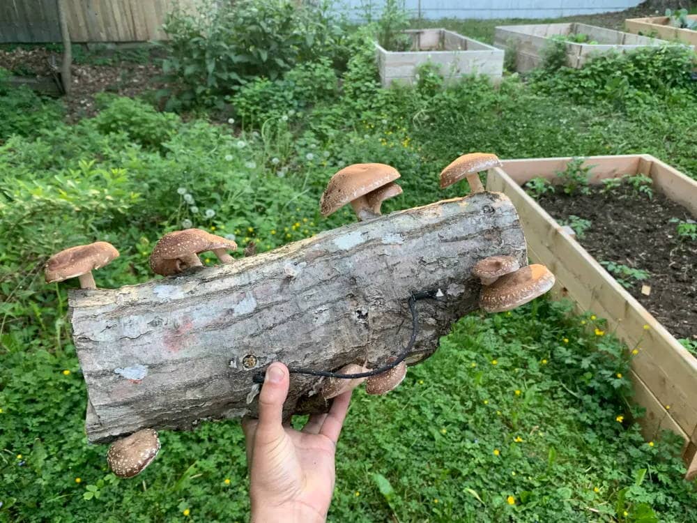 A hand holds a log with several brown mushrooms growing from it, in a garden with raised beds and green grass in the background.