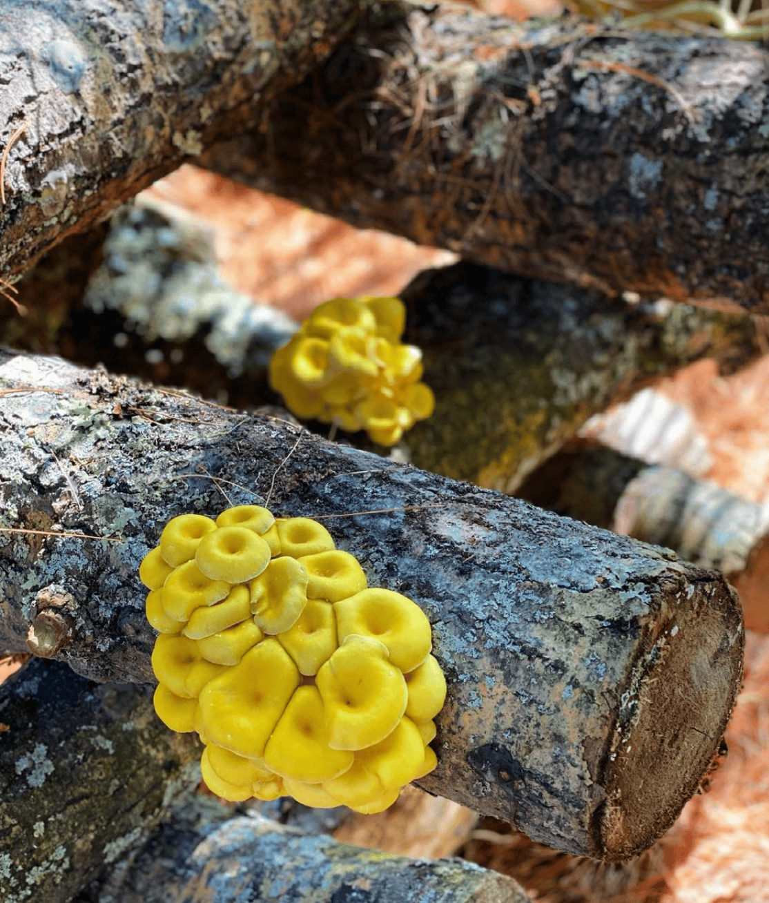 Bright yellow mushrooms grow in clusters on a log.