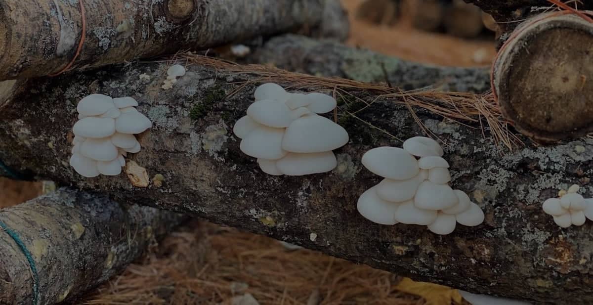 White mushrooms growing in clusters on a mossy, fallen tree trunk surrounded by pine needles and branches.