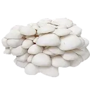 <span class="metafield-string">Snow Oyster</span>