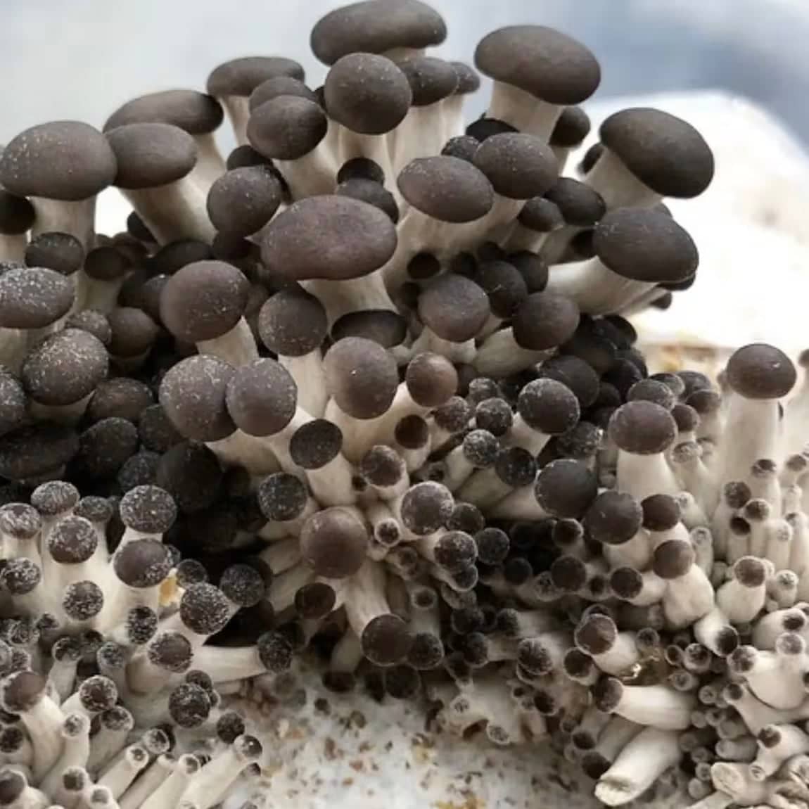 A cluster of black and white mushrooms with rounded tops and slender stems growing closely together.