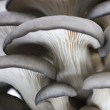 Image thumbnail: Spray & Grow Kit Organic Blue Oyster ‘Spray & Grow’ Mushroom Growing Kit