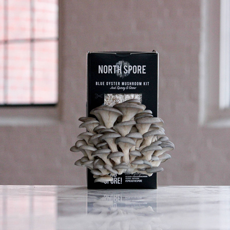 Spray & Grow Kit Organic Educator Spray and Grow Mushroom Kit (6-Pack Bundle)