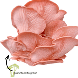 Image thumbnail: Spray & Grow Kit Organic Educator Spray and Grow Mushroom Kit (6-Pack Bundle)