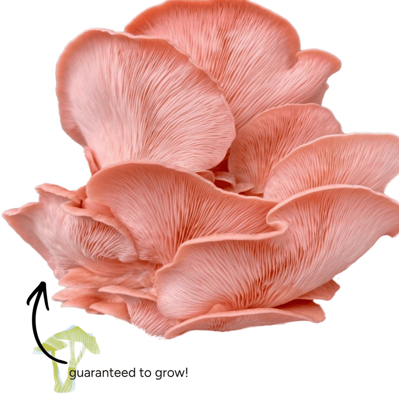 Spray & Grow Kit Organic Educator Spray and Grow Mushroom Kit (6-Pack Bundle)