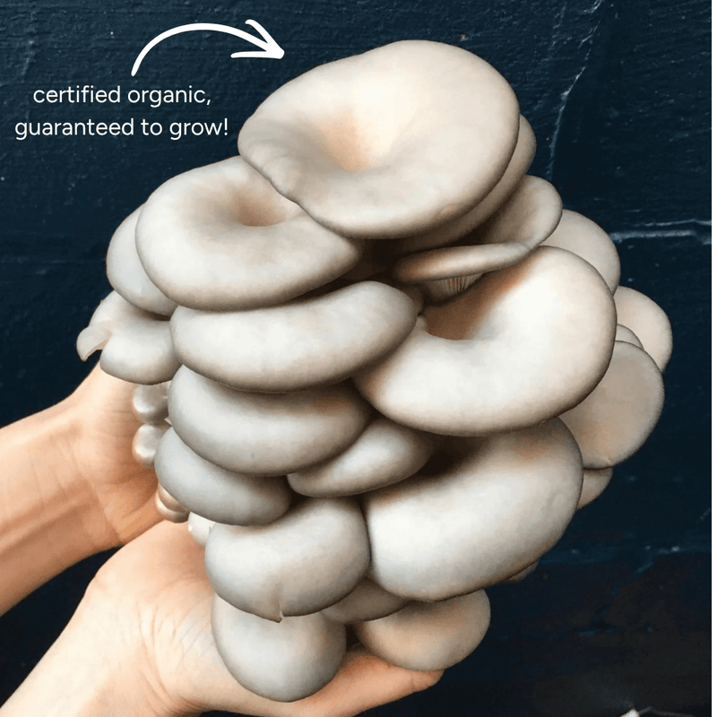 Spray & Grow Kit Organic Educator Spray and Grow Mushroom Kit (Blue Oyster)
