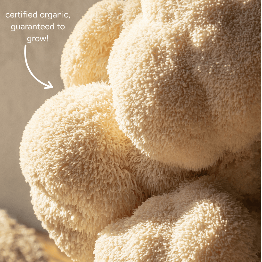 Spray & Grow Kit Organic Educator Spray and Grow Mushroom Kit (Lion's Mane)