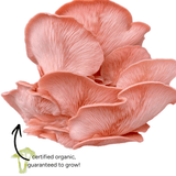 Image thumbnail: Spray & Grow Kit Organic Educator Spray and Grow Mushroom Kit (Pink Oyster)
